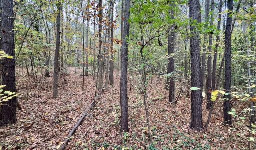 Photo #41 of Off Swing Dairg Road, Lexington, NC 27.1 acres