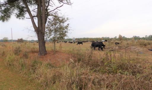 Photo #3 of 750 Sumner Road, Pink Hill, NC 230.0 acres