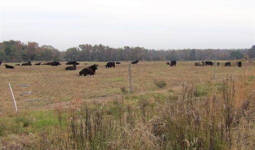 Photo #35 of 750 Sumner Road, Pink Hill, NC 230.0 acres