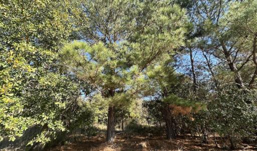 Photo #32 of SOLD property in Off County Line Rd, La Grange, NC 1.3 acres