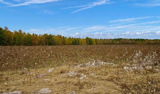 Photo #11 of SOLD property in Off Hwy 561, Halifax, NC 557.1 acres