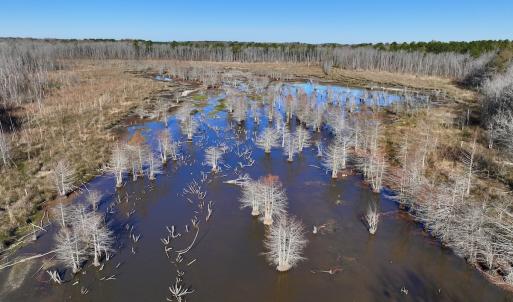 Photo #28 of SOLD property in Off Hwy 561, Halifax, NC 557.1 acres