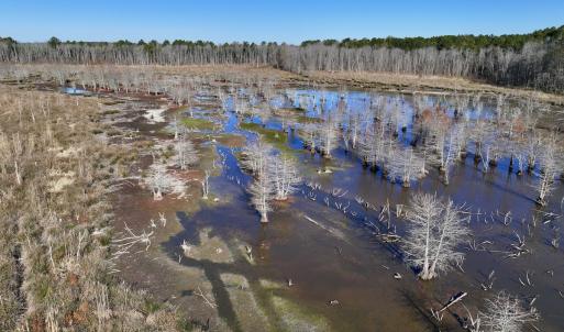 Photo #29 of SOLD property in Off Hwy 561, Halifax, NC 557.1 acres