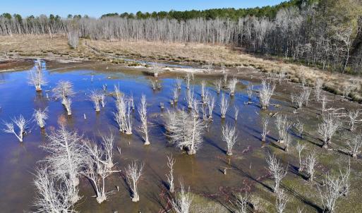 Photo #30 of SOLD property in Off Hwy 561, Halifax, NC 557.1 acres