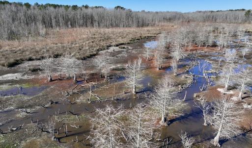 Photo #31 of SOLD property in Off Hwy 561, Halifax, NC 557.1 acres