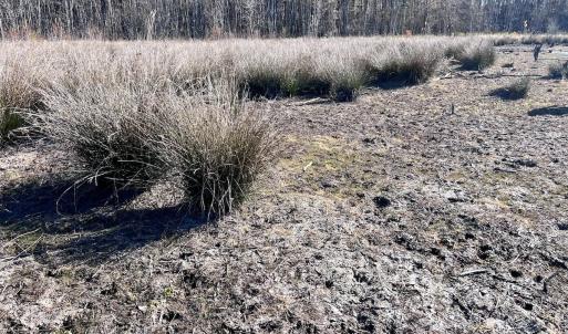 Photo #39 of SOLD property in Off Hwy 561, Halifax, NC 557.1 acres
