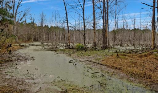 Photo #43 of SOLD property in Off Hwy 561, Halifax, NC 557.1 acres