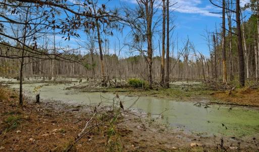Photo #44 of SOLD property in Off Hwy 561, Halifax, NC 557.1 acres
