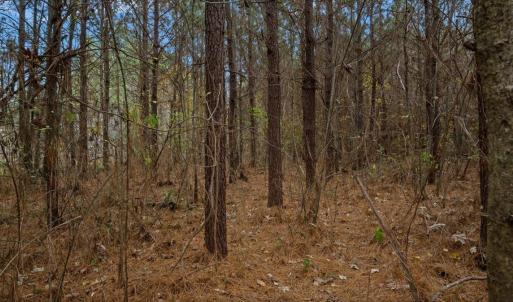 Photo #45 of SOLD property in Off Hwy 561, Halifax, NC 557.1 acres