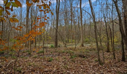 Photo #46 of SOLD property in Off Hwy 561, Halifax, NC 557.1 acres
