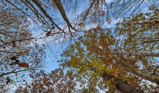 Photo #47 of SOLD property in Off Hwy 561, Halifax, NC 557.1 acres