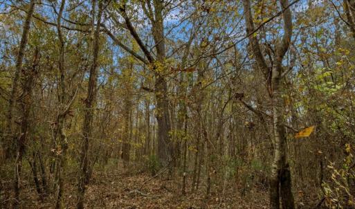 Photo #50 of SOLD property in Off Hwy 561, Halifax, NC 557.1 acres