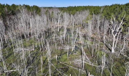 Photo #65 of SOLD property in Off Hwy 561, Halifax, NC 557.1 acres