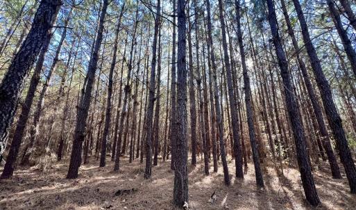 Photo #72 of SOLD property in Off Hwy 561, Halifax, NC 557.1 acres