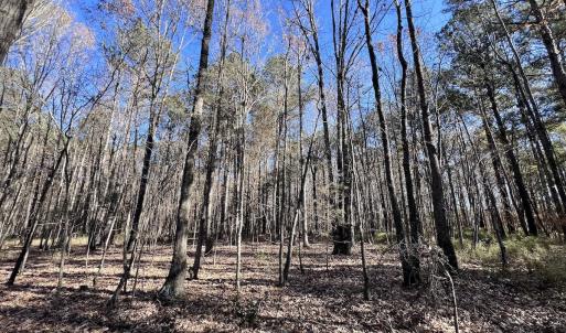 Photo #74 of SOLD property in Off Hwy 561, Halifax, NC 557.1 acres
