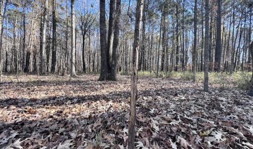 Photo #75 of SOLD property in Off Hwy 561, Halifax, NC 557.1 acres