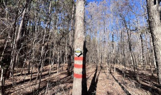 Photo #76 of SOLD property in Off Hwy 561, Halifax, NC 557.1 acres