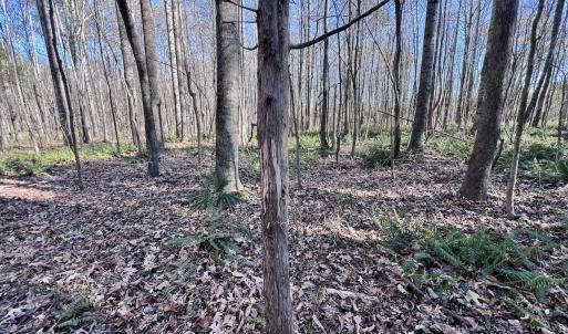 Photo #86 of SOLD property in Off Hwy 561, Halifax, NC 557.1 acres