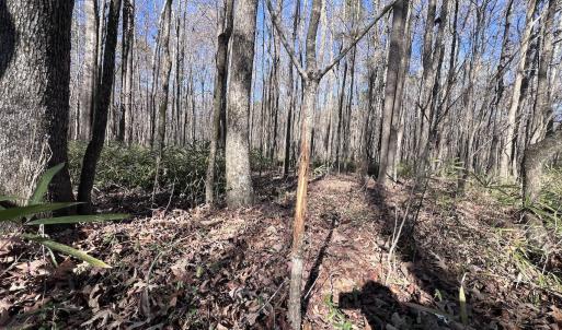 Photo #87 of SOLD property in Off Hwy 561, Halifax, NC 557.1 acres