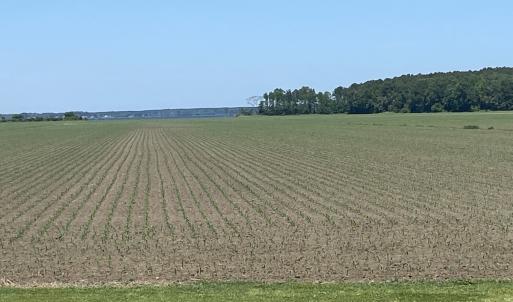 Photo #16 of Off Harvest Point Road, Elizabeth City, NC 170.0 acres