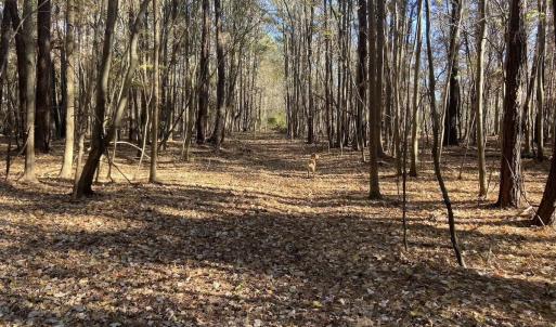 Photo #49 of Off Harvest Point Road, Elizabeth City, NC 170.0 acres