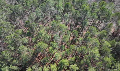 Photo #15 of SOLD property in Off River Road, Henrico, NC 2.5 acres