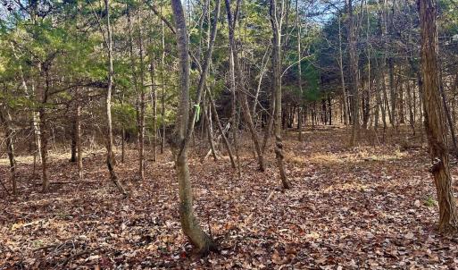 Photo #13 of SOLD property in Off Wheeler Rd, Lynchburg, VA 82.2 acres