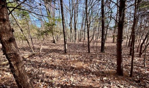 Photo #18 of SOLD property in Off Wheeler Rd, Lynchburg, VA 82.2 acres