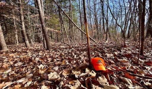 Photo #19 of SOLD property in Off Wheeler Rd, Lynchburg, VA 82.2 acres
