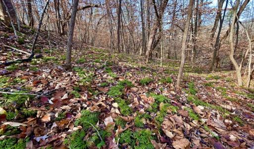 Photo #25 of SOLD property in Off Wheeler Rd, Lynchburg, VA 82.2 acres