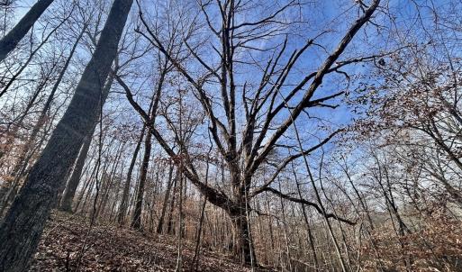 Photo #37 of SOLD property in Off Wheeler Rd, Lynchburg, VA 82.2 acres