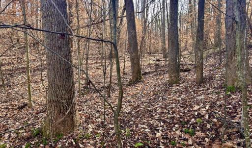 Photo #41 of SOLD property in Off Wheeler Rd, Lynchburg, VA 82.2 acres