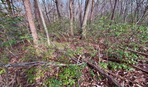 Photo #64 of SOLD property in Off Wheeler Rd, Lynchburg, VA 82.2 acres