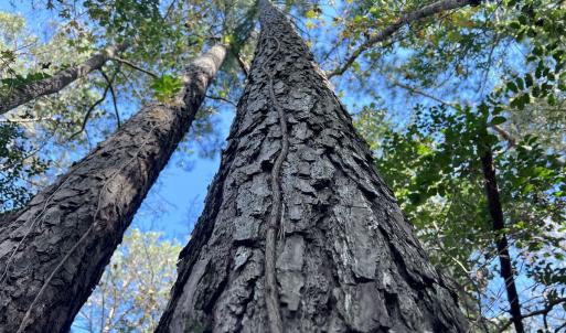 Photo #20 of SOLD property in Off Wo Johnston Ave , Rocky Point, NC 12.0 acres