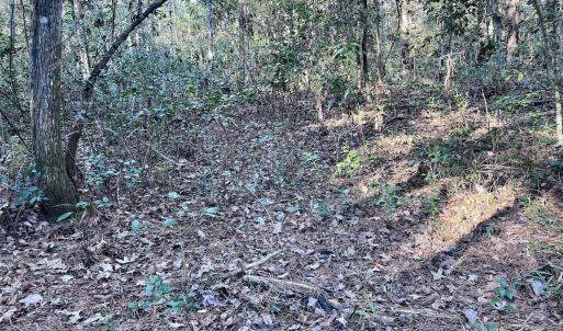 Photo #8 of SOLD property in Off Wo Johnston Ave , Rocky Point, NC 12.0 acres