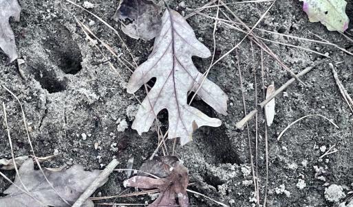 Photo #9 of SOLD property in Off Wo Johnston Ave , Rocky Point, NC 12.0 acres