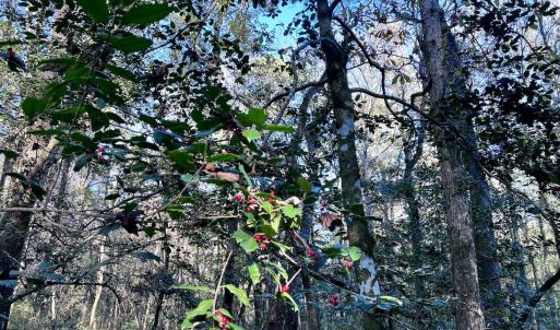 Photo #11 of SOLD property in Off Wo Johnston Ave , Rocky Point, NC 12.0 acres