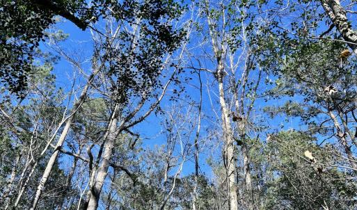 Photo #14 of SOLD property in Off Wo Johnston Ave , Rocky Point, NC 12.0 acres