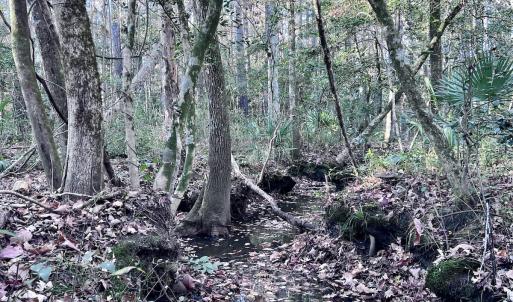 Photo #15 of SOLD property in Off Wo Johnston Ave , Rocky Point, NC 12.0 acres