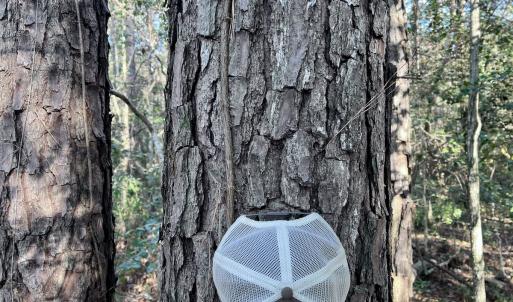 Photo #22 of SOLD property in Off Wo Johnston Ave , Rocky Point, NC 12.0 acres