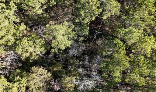 Photo #38 of SOLD property in Off Wo Johnston Ave , Rocky Point, NC 12.0 acres