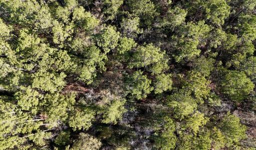 Photo #39 of SOLD property in Off Wo Johnston Ave , Rocky Point, NC 12.0 acres