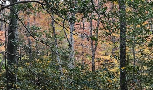 Photo #18 of SOLD property in Off Seven Island Road, Danbury, NC 27.6 acres