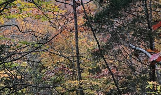 Photo #19 of SOLD property in Off Seven Island Road, Danbury, NC 27.6 acres