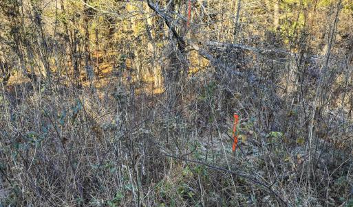 Photo #17 of Lot-5, Off Park Springs Road, Providence, NC 11.2 acres