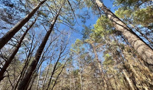 Photo #11 of 130 Bayview Court, New London, NC 1.3 acres