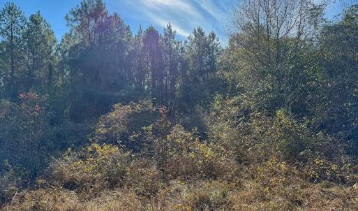Photo #47 of SOLD property in Off Durwood Evans Rd, Beulaville, NC 31.6 acres
