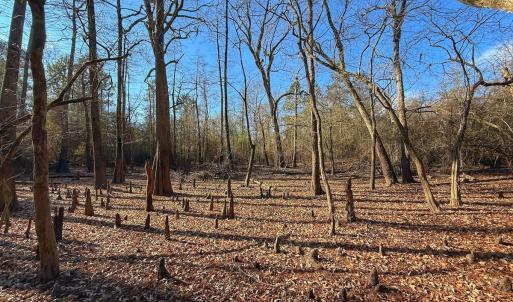 Photo #54 of SOLD property in Off Durwood Evans Rd, Beulaville, NC 31.6 acres