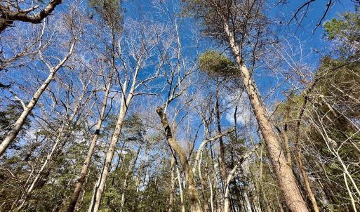Photo #13 of 146 Bayview Court, New London, NC 0.9 acres