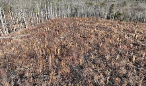 Photo #57 of  Off Green Level Rd, Scottsburg, VA 185.4 acres